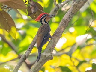  - Olive-backed Woodpecker