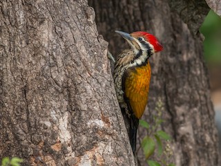  - Himalayan Flameback