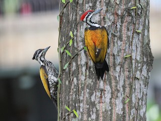 Common Flameback - Dinopium javanense - Birds of the World