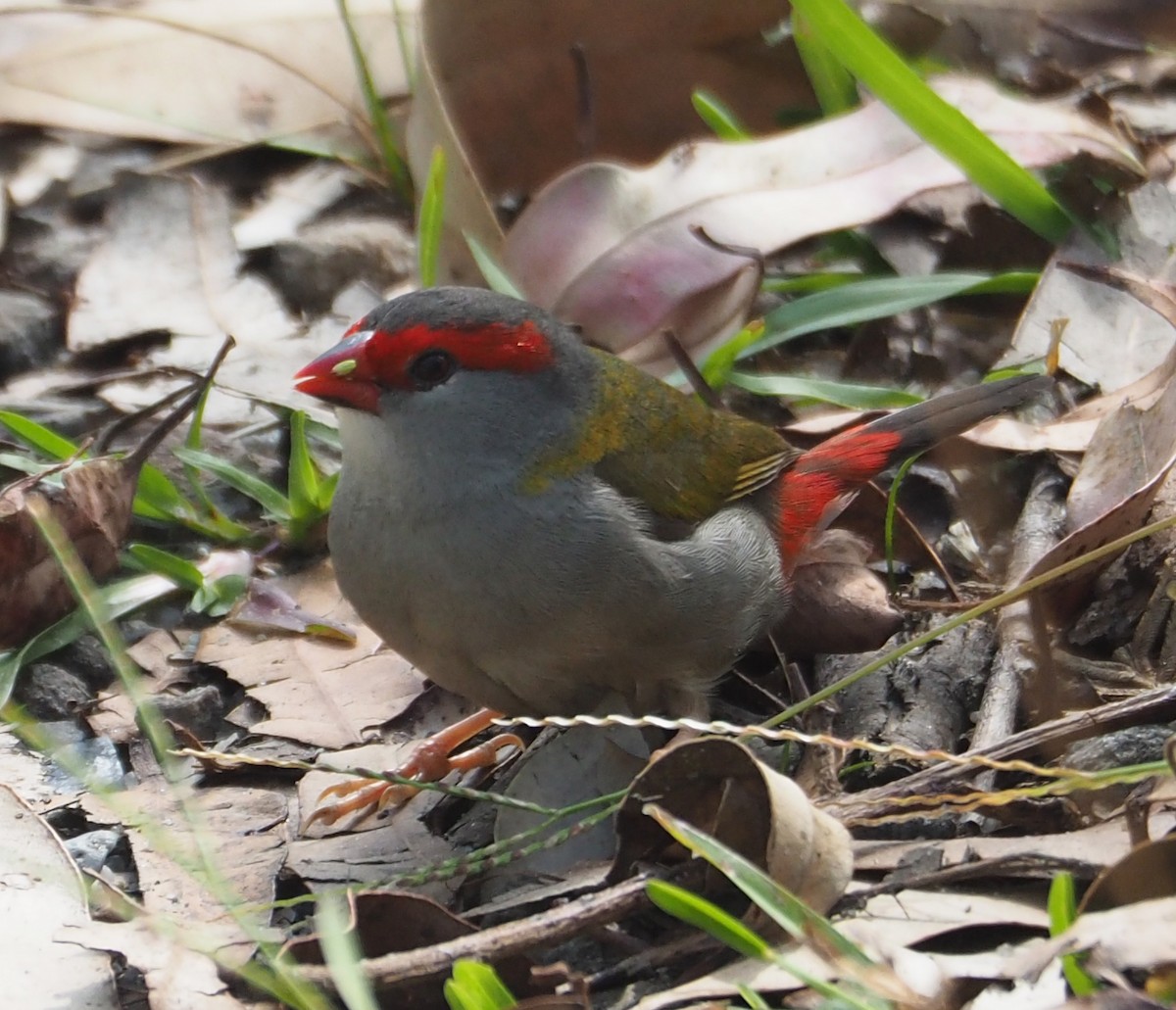 Red-browed Firetail - ML308990371