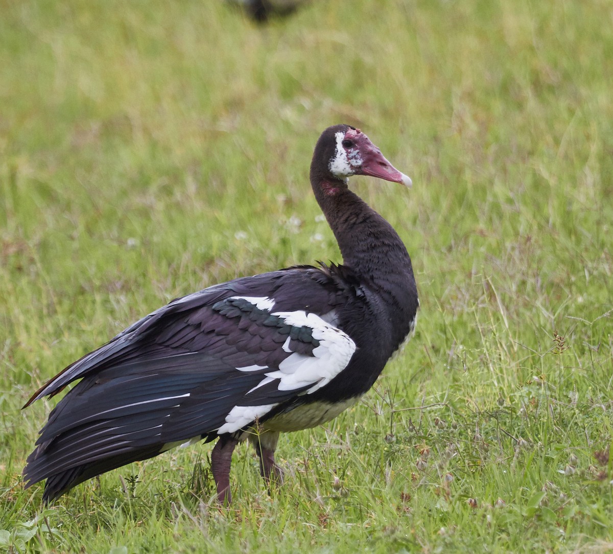 Spur-winged Goose - ML30900621