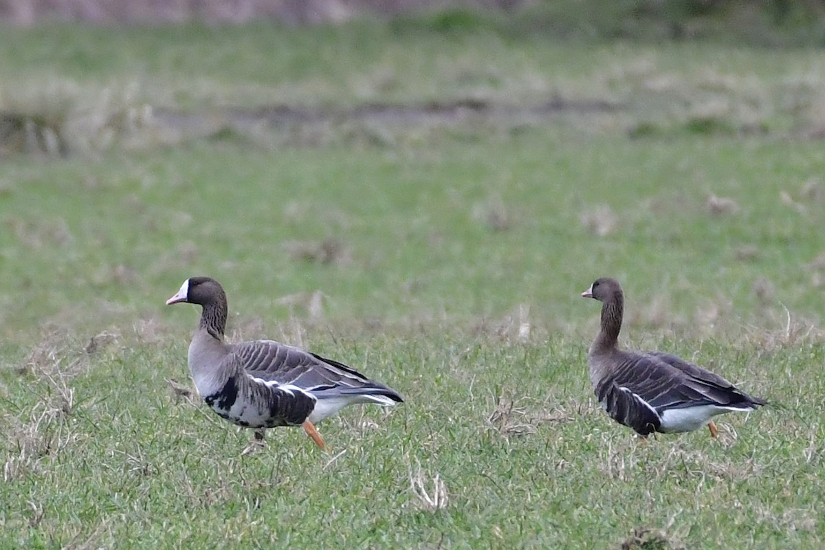 Greater White-fronted Goose - ML309006231
