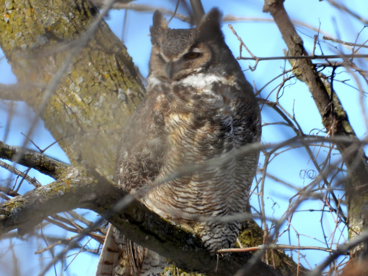 Great Horned Owl - ML309006241