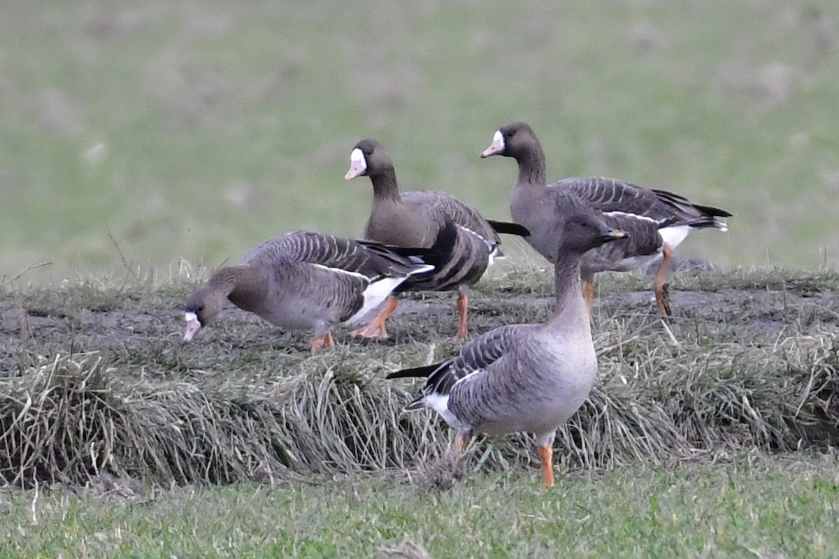 Greater White-fronted Goose - ML309006261