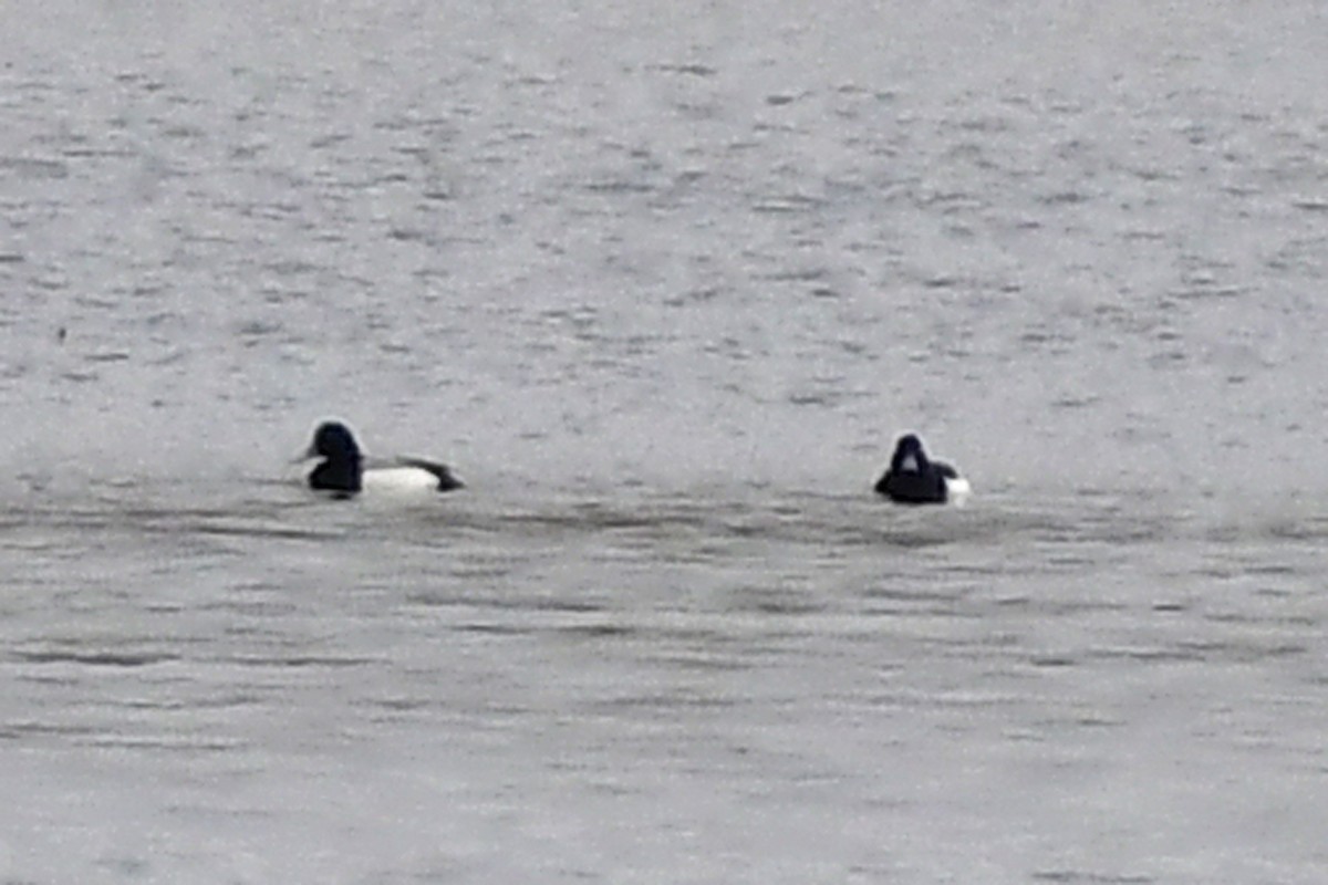Greater Scaup - ML309006531