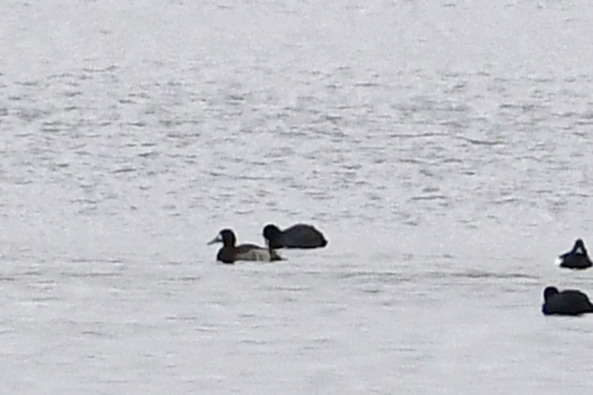 Greater Scaup - ML309006581
