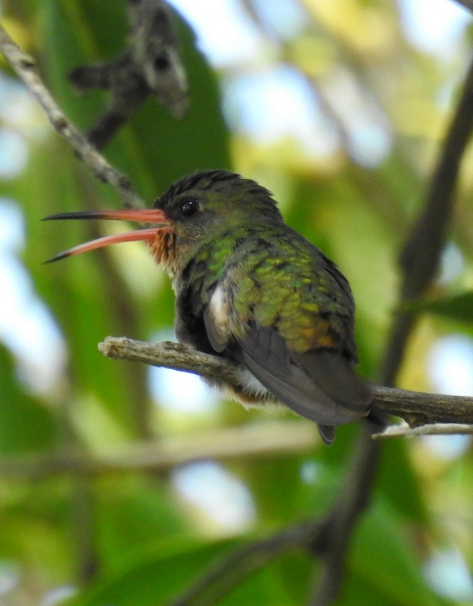 Gilded Hummingbird - Mario Casadei