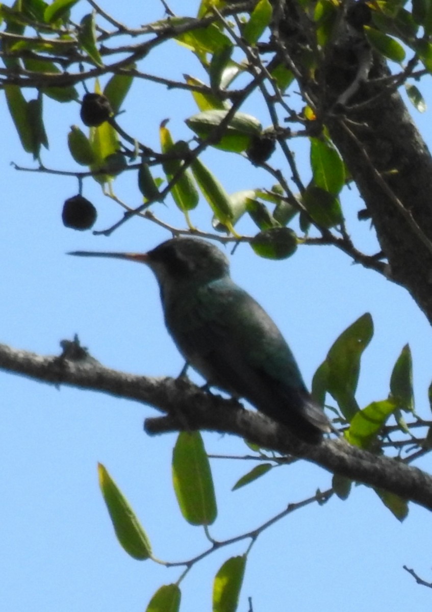 kolibřík lesklobřichý - ML309014681