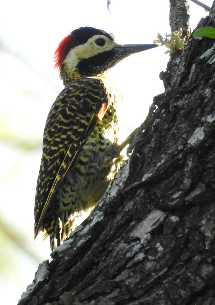 Green-barred Woodpecker - ML309014851