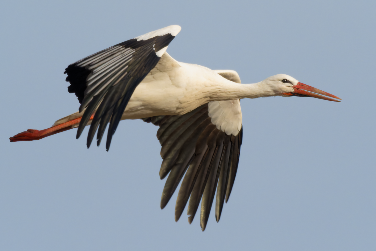 White Stork - ML309015001