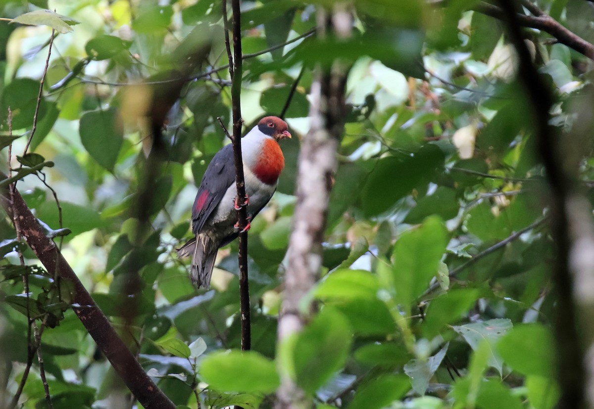 Flame-breasted Fruit-Dove - Daniel López-Velasco | Ornis Birding Expeditions