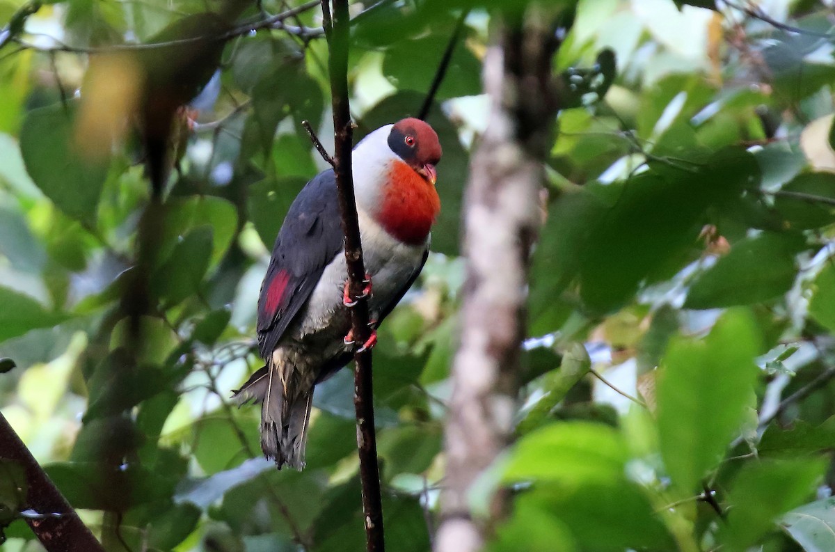 Flame-breasted Fruit-Dove - Daniel López-Velasco | Ornis Birding Expeditions