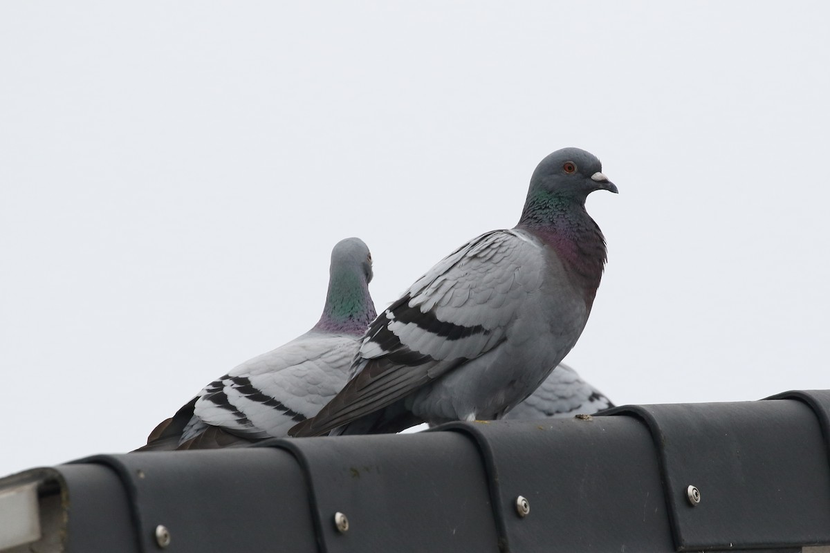 Rock Pigeon (Feral Pigeon) - ML309017841
