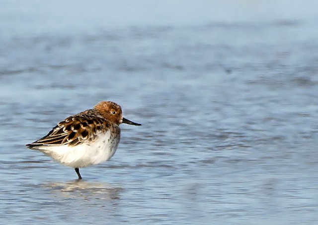 Definitive Alternate Plumage, probable male - Spoon-billed Sandpiper - 