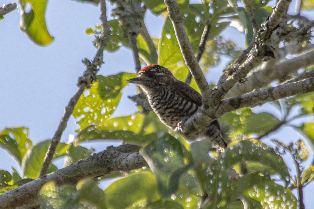 White-barred Piculet - ML309021751