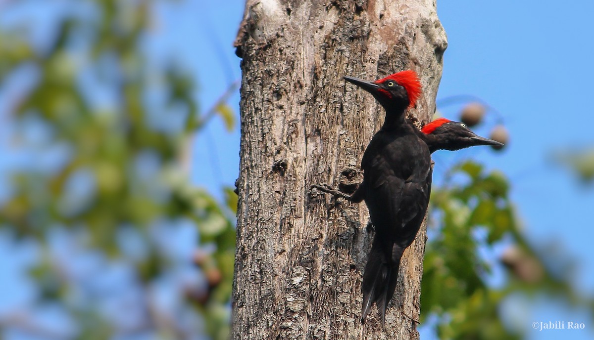 Andaman Woodpecker - ML309023151