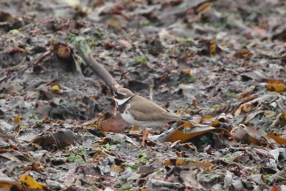 Common Ringed Plover - Roly Pitts