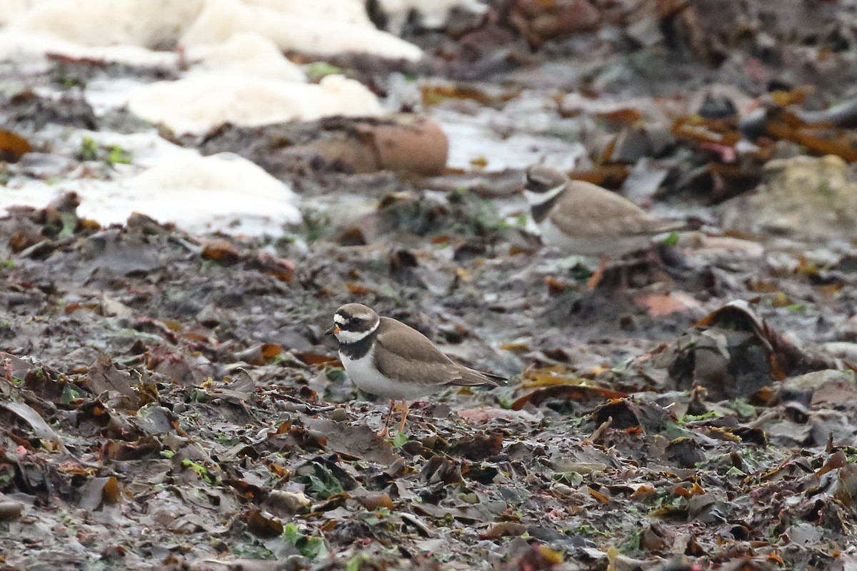 Common Ringed Plover - ML309023431