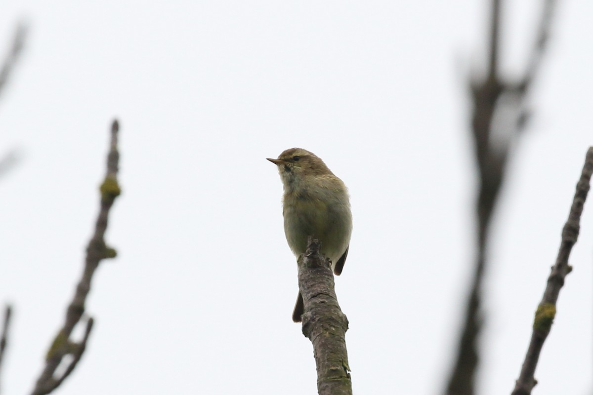 Common Chiffchaff - Roly Pitts