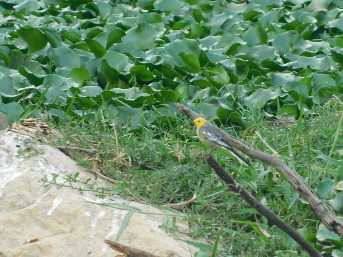 Citrine Wagtail - abhijith a.p.c