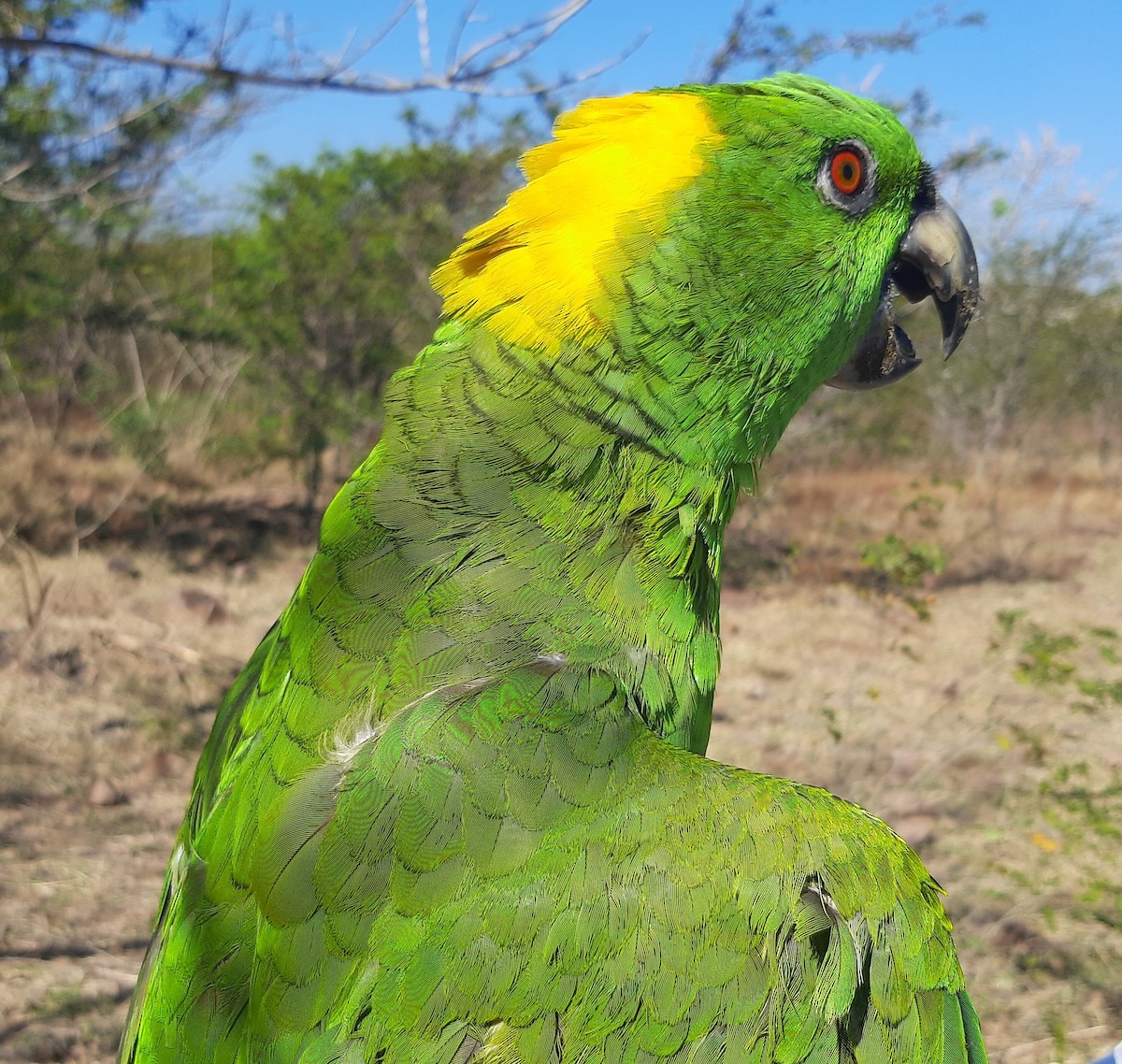 Yellow-naped Parrot - Ariel  Salinas
