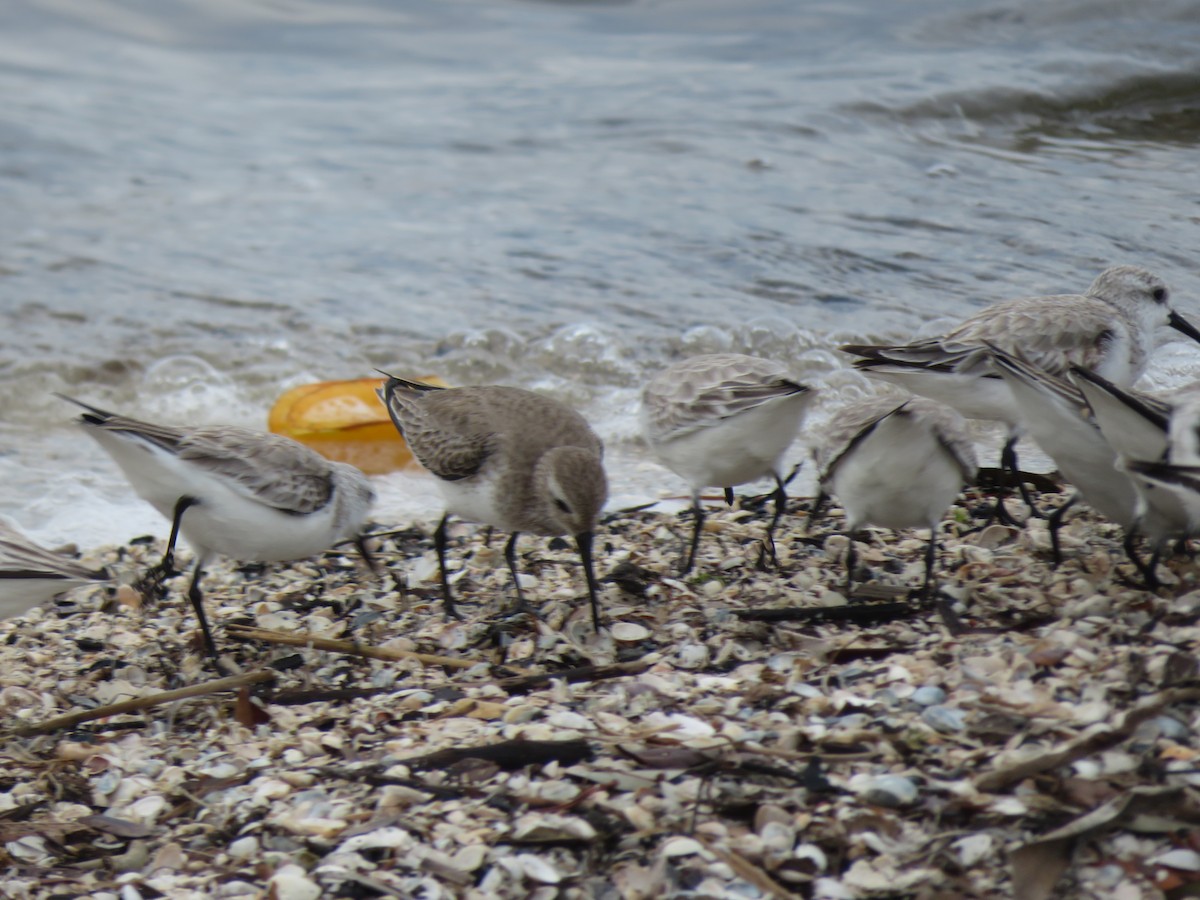Sanderling - Barefoot Bay Birding Club