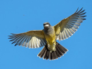 Tirano Chibiú - eBird