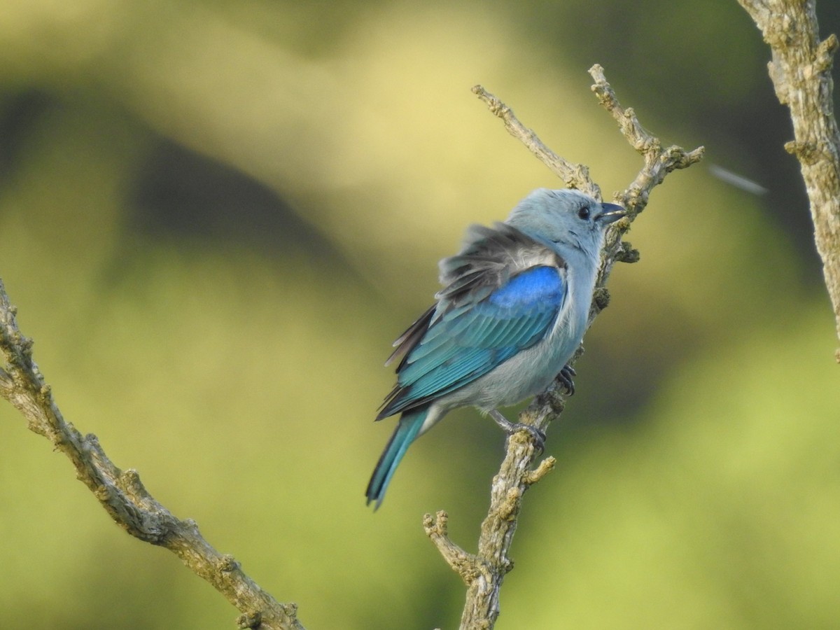 Blue-gray Tanager - ML309033301