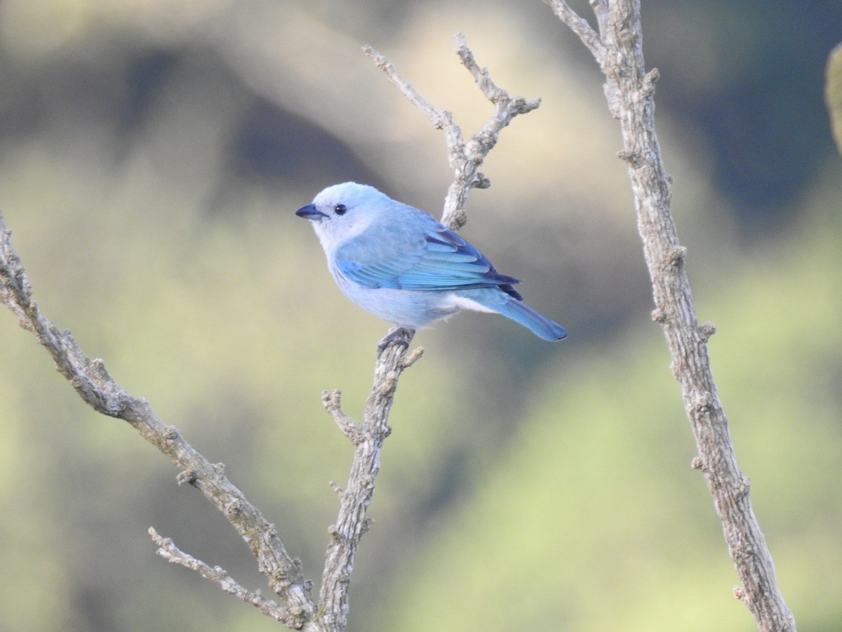 Blue-gray Tanager - ML309033311