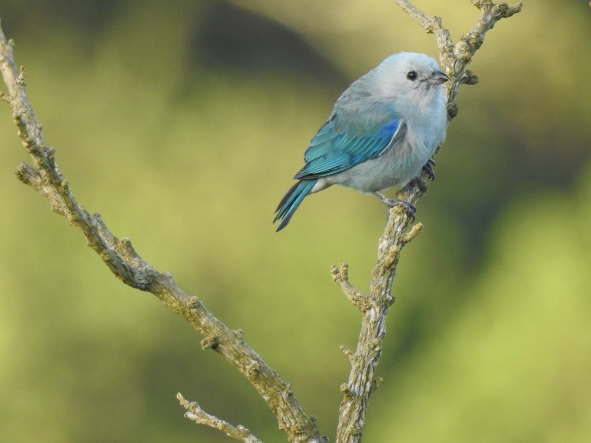Blue-gray Tanager - ML309033331