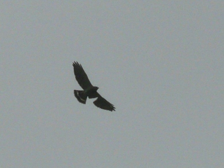 Broad-winged Hawk - Douglas Leighton