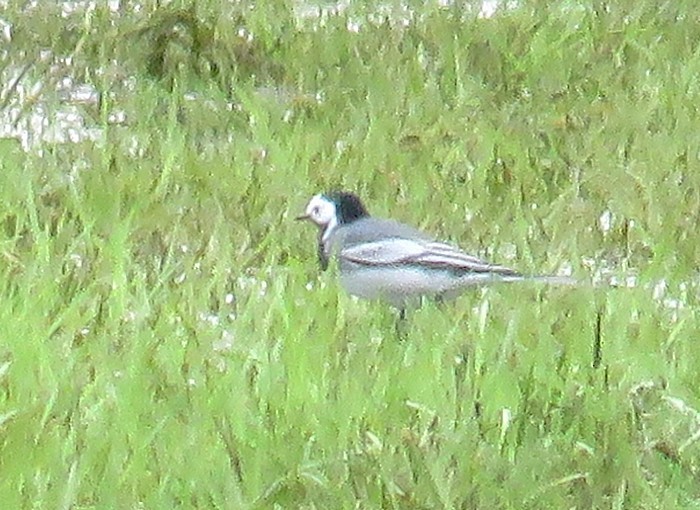 White Wagtail (White-faced) - ML309035131