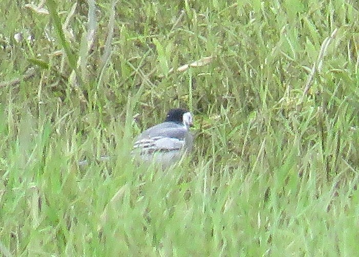White Wagtail (White-faced) - ML309035141