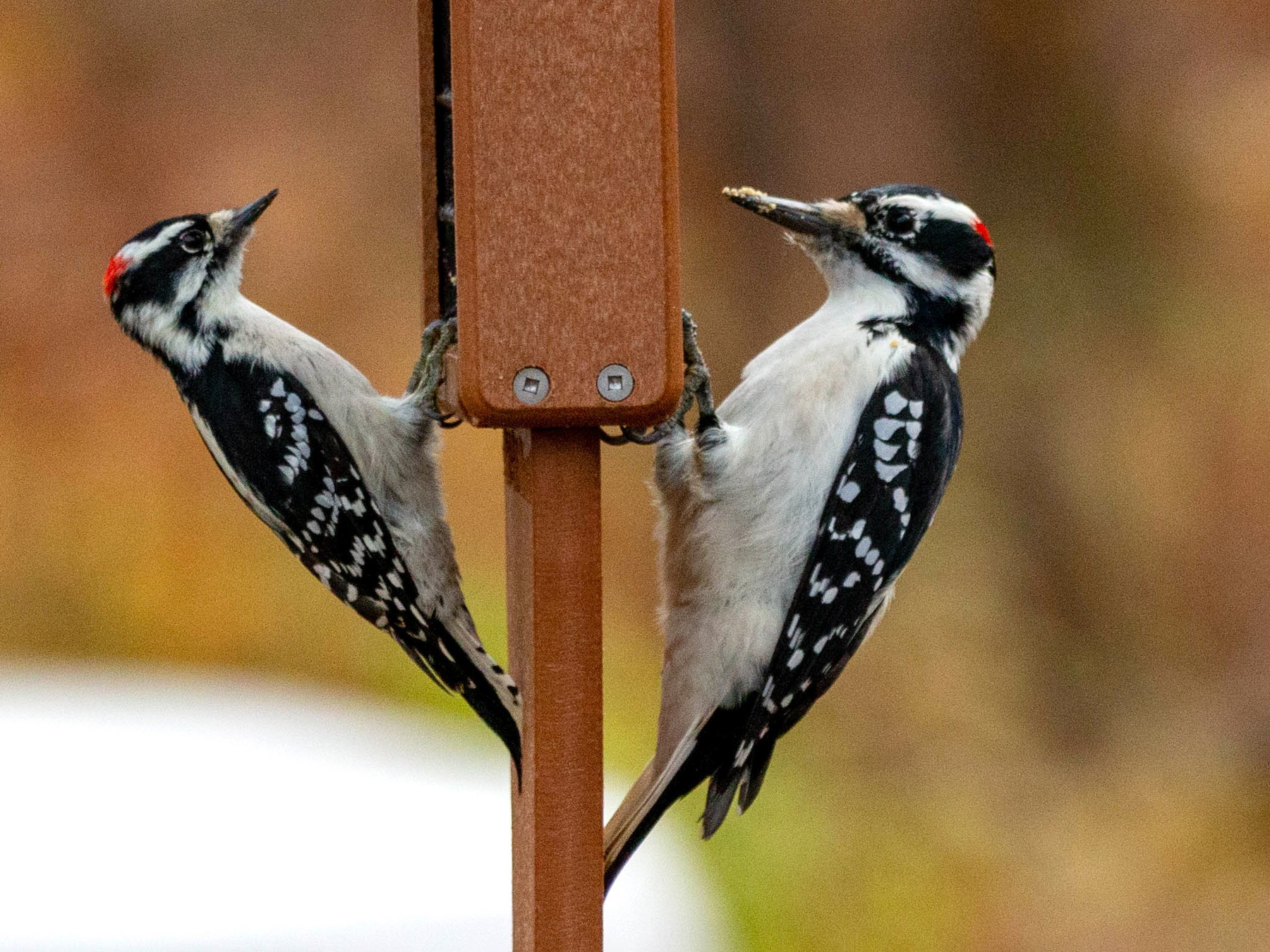 Hairy Woodpecker - Pat Schiller