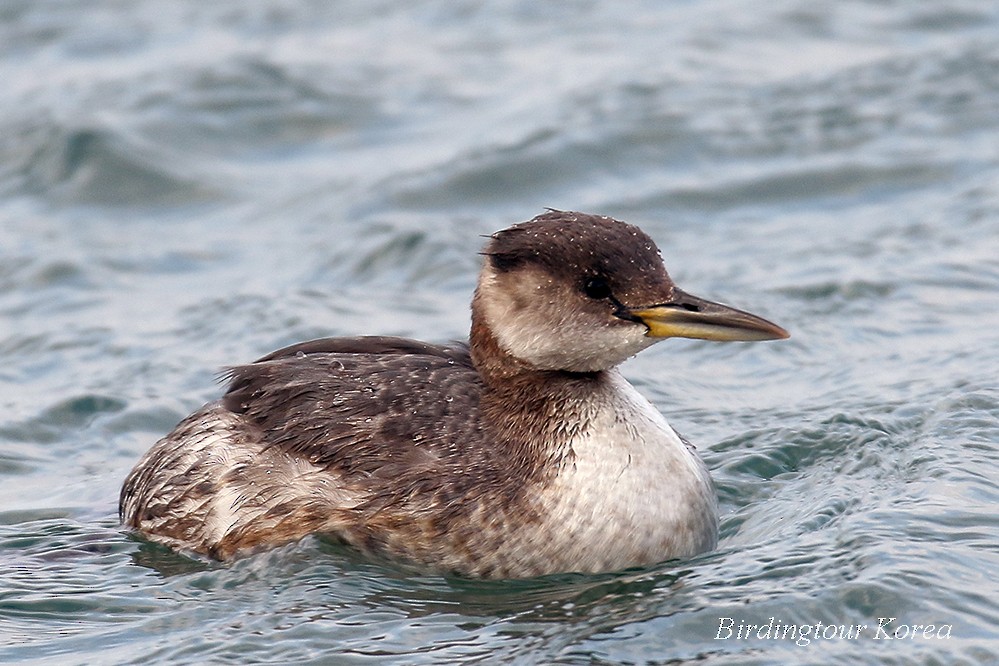 Red-necked Grebe - ML309037861