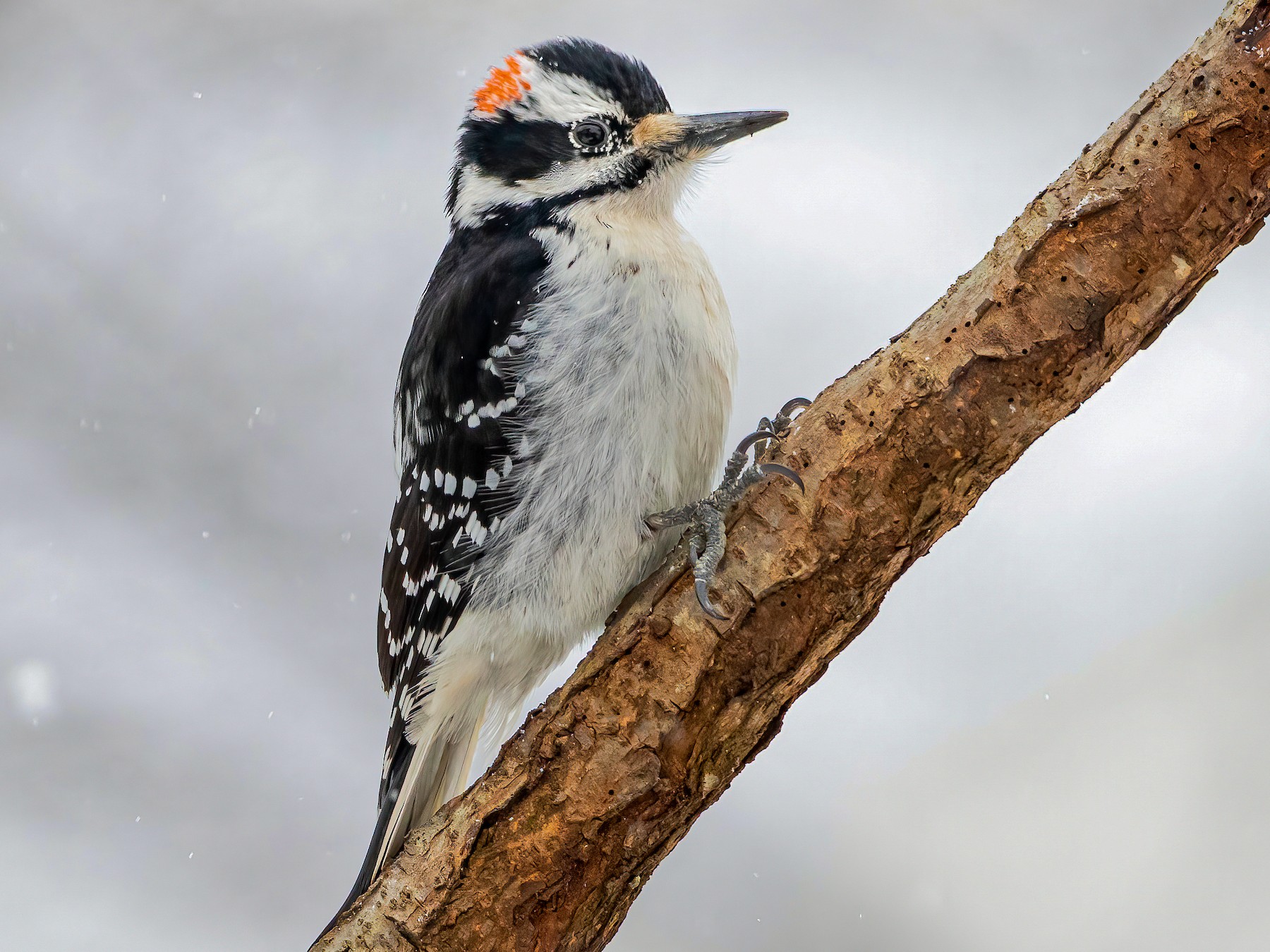 female and male downy woodpecker