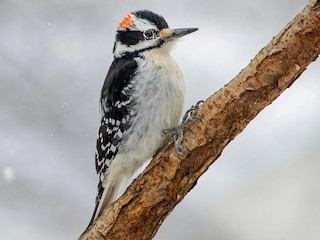  - Hairy Woodpecker