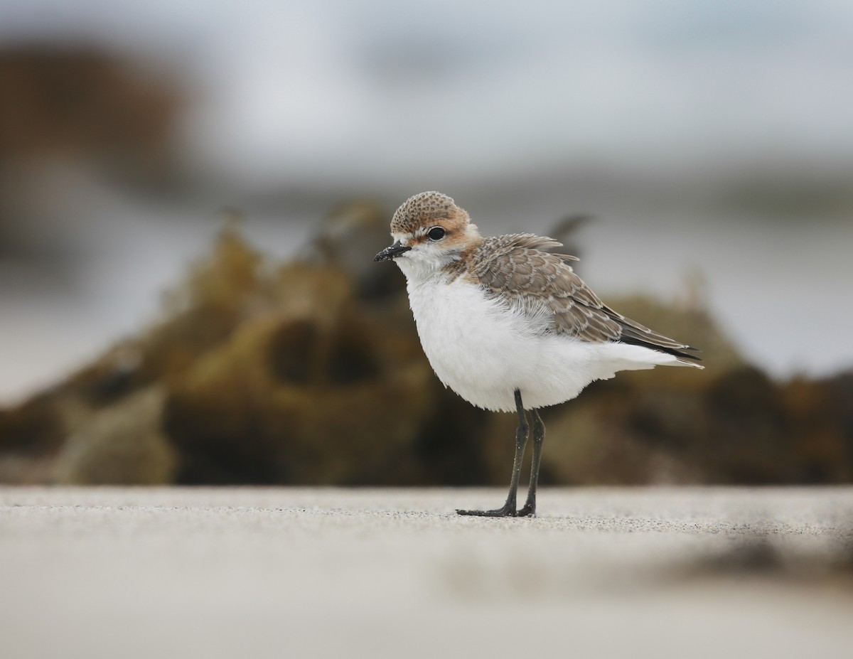 Red-capped Plover - ML309039261