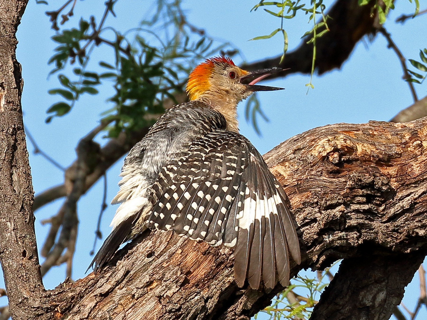 Golden-fronted Woodpecker - Lawrence Haller