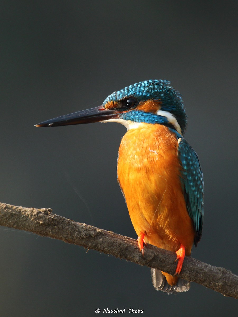 Common Kingfisher - Naushad Theba