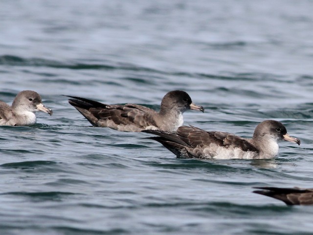  - Pink-footed Shearwater - 