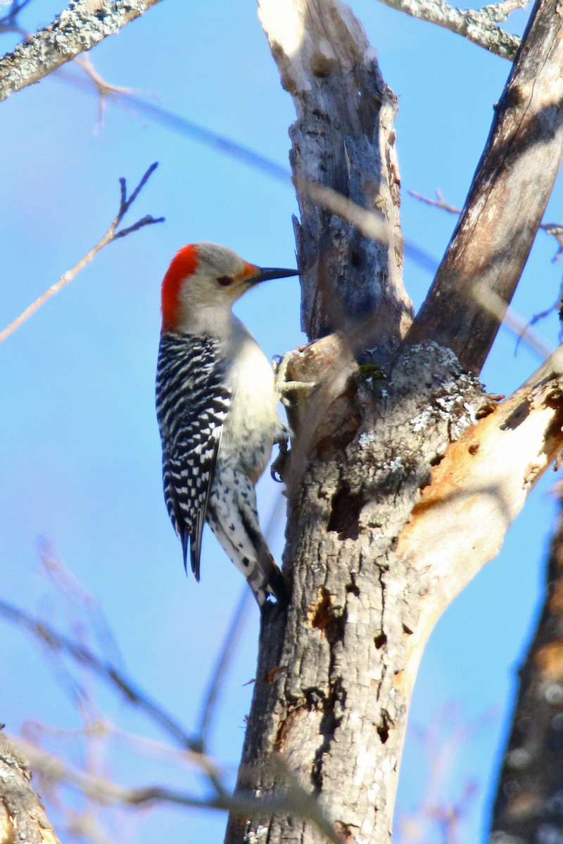 Red-bellied Woodpecker - ML309043231