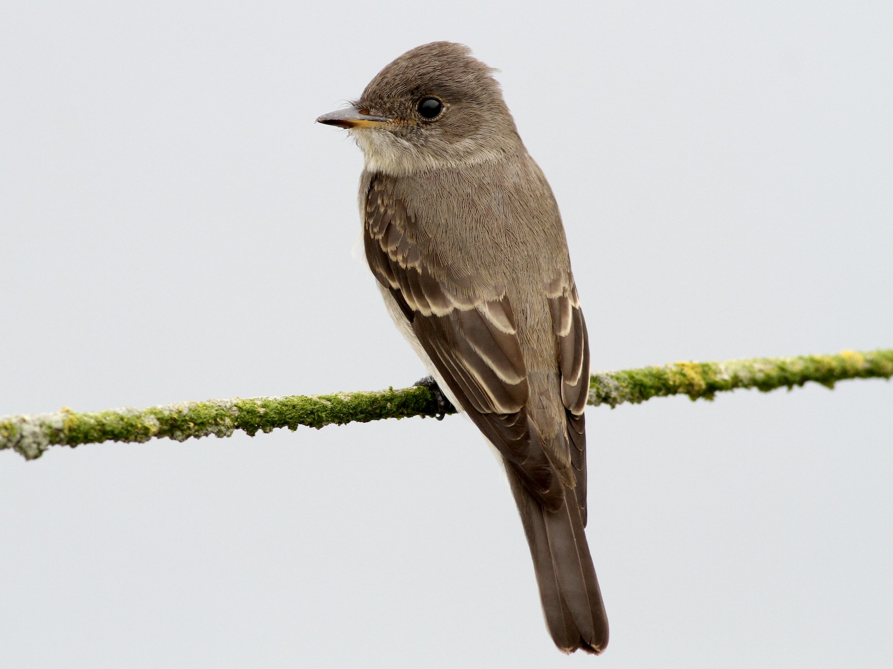 Western Wood-Pewee - Evan Lipton