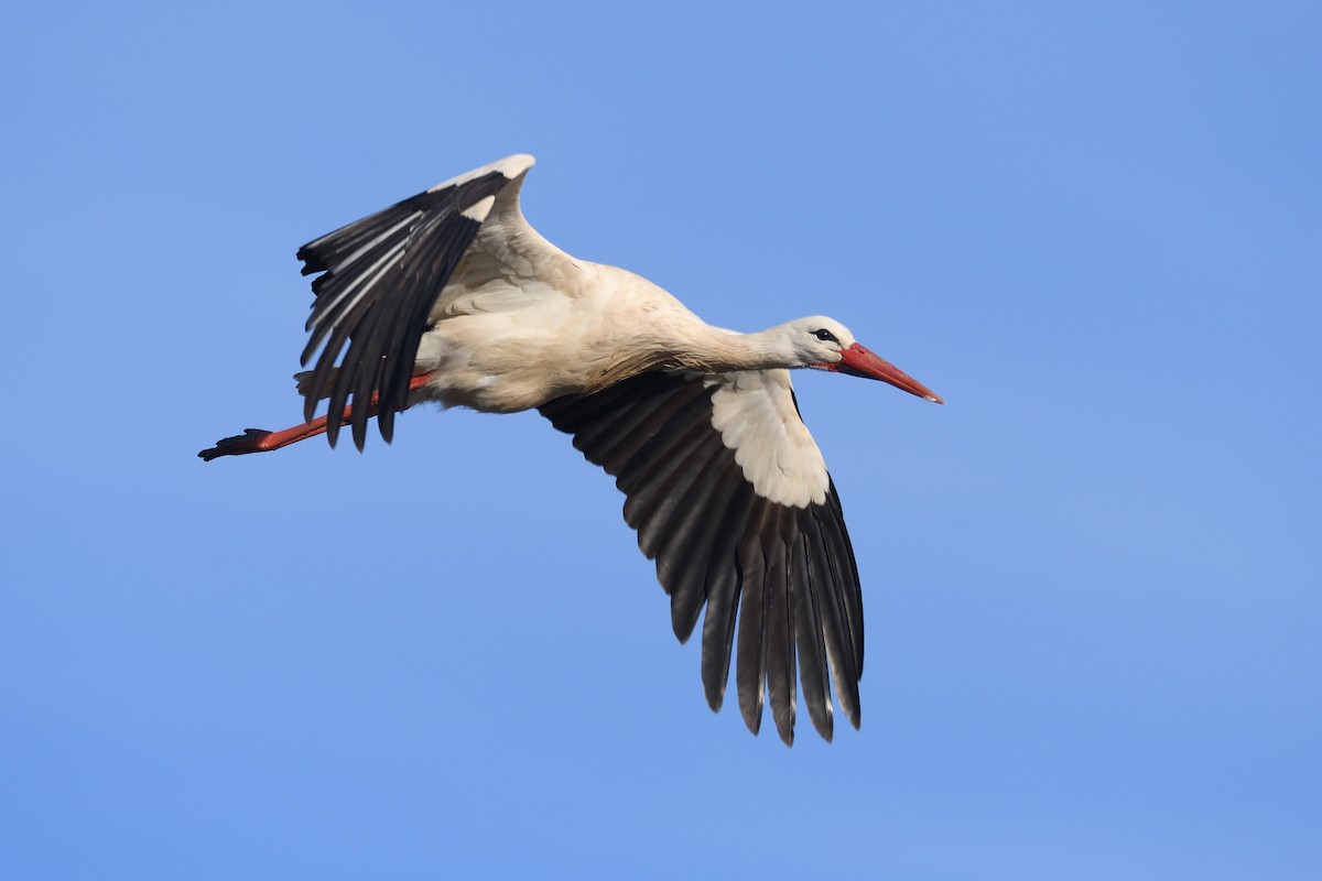White Stork - Santiago Caballero Carrera