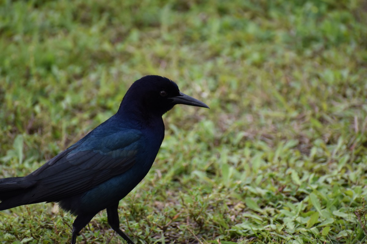 Boat-tailed Grackle - Ethan Ring