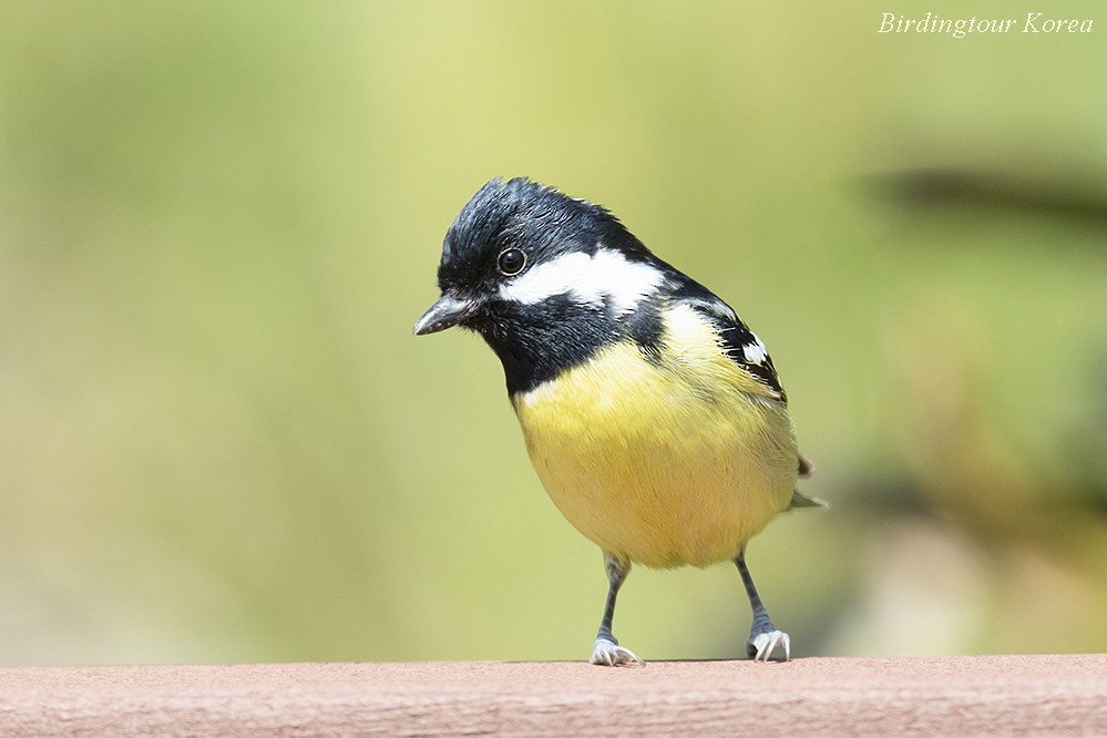 Yellow-bellied Tit - Peter Han