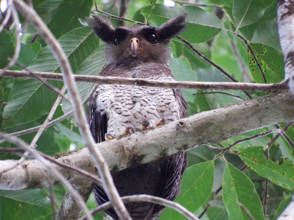 Barred Eagle-Owl - Bobby Wilcox