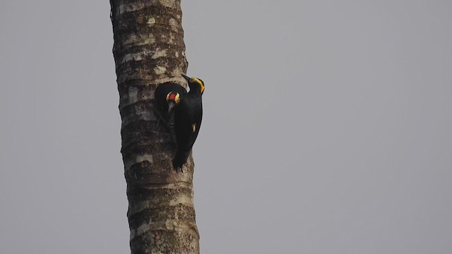 Yellow-tufted Woodpecker - ML309064121
