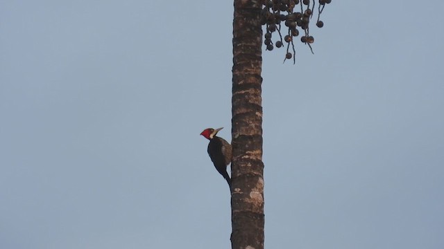 Crimson-crested Woodpecker - ML309065461
