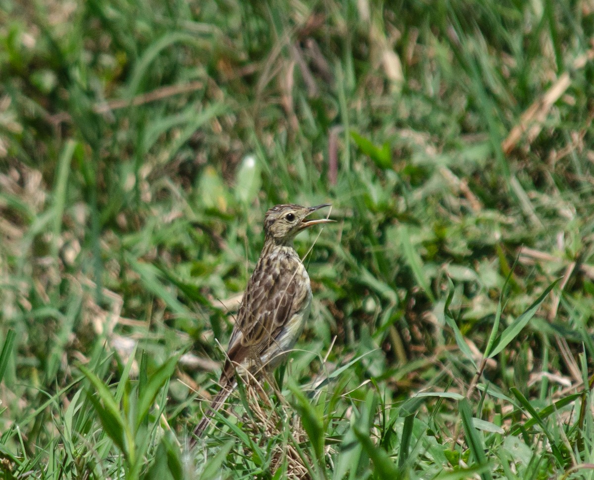 pipit sp. - ML309065811
